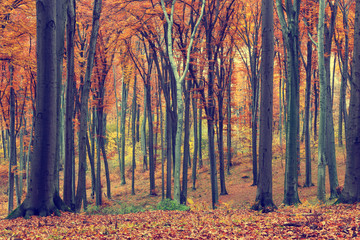 Fototapeta na wymiar Colorful autumn trees in forest, vintage look