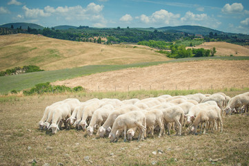 Obraz premium Sheep in a field eating grass on a summer day Tuscany