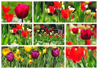 Collage of Colorful tulips in a field