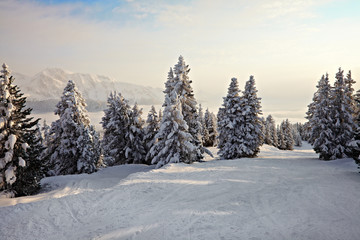 Winter Landscape