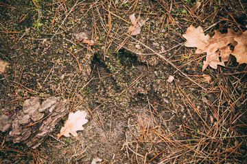Moose Track, Footprint Step On Ground