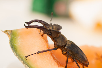 ミヤマクワガタ