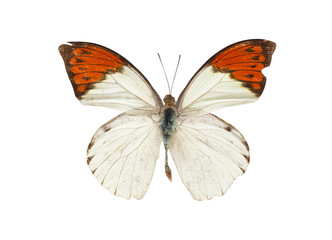 Fototapeta na wymiar Butterfly isolated on white background.