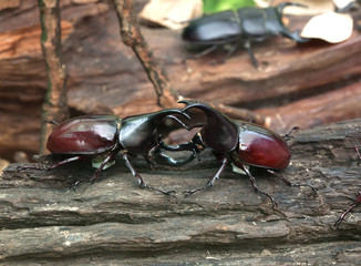 Rhinoceros beetle