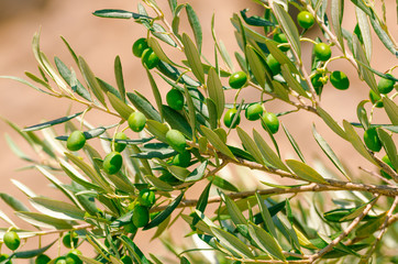 olivenbaum