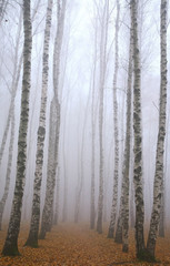 Morning pathway in deeply mist autumn birch park