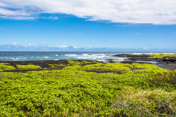 Fototapeta na wymiar Coastal vegetation on Black Sand Beach, Hawaii