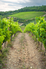 Fototapeta na wymiar Beautiful vineyards in Chianti, Italy