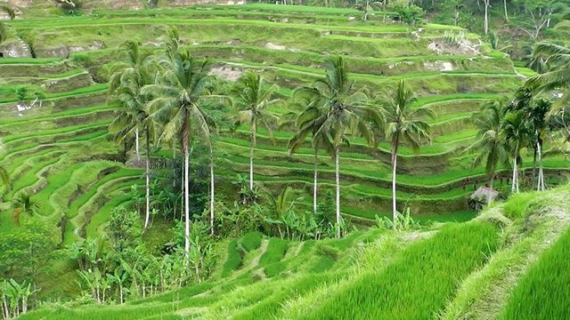 Rice terraces. The island of Bali. Indonesia.