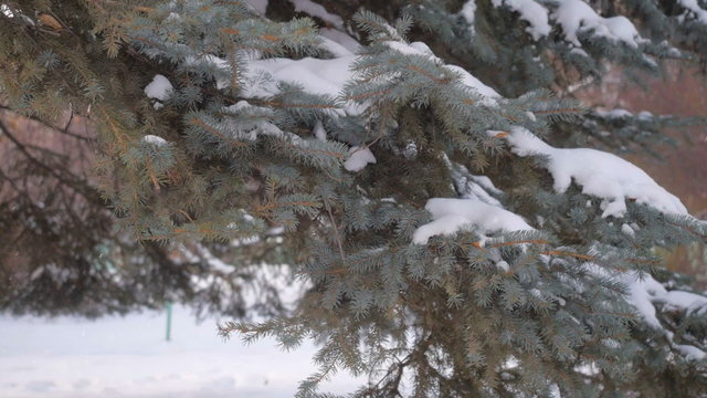 Winter garden. Christmas Tree. Close up.