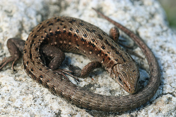 brown lizard on a rock close