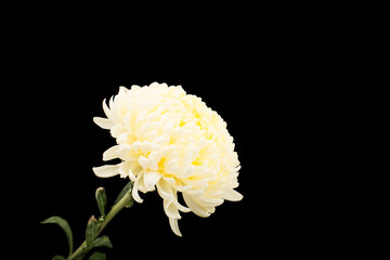 white chrysanthemum