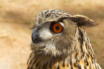 tête de hibou grand duc d'Europe