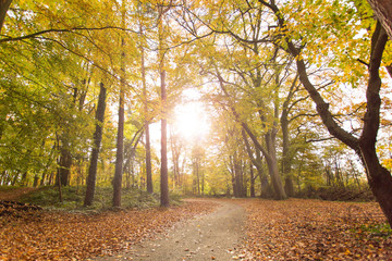 Obraz premium Sonne scheint durch Waldlichtung