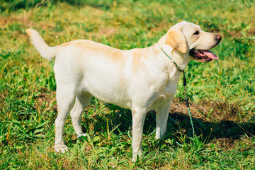 White Labrador Retriever Dog Standing On Grass