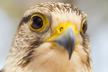 tête de faucon pèlerin