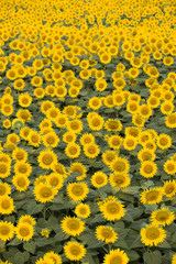 いちめんのヒマワリ畑