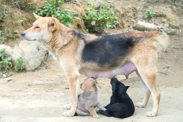 Dog Mother Feeding the cute puppy