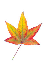 Autumnal colour change in a maple leaf