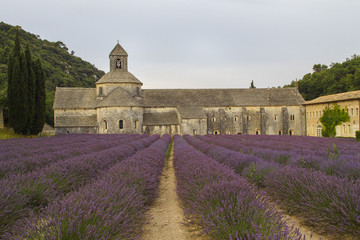Senanque, Kloster, Provence
