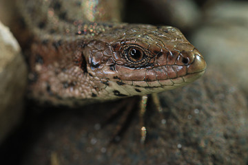 brown lizard on a rock close