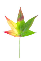 Autumnal colour change in a maple leaf