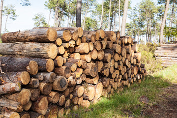 tas de troncs de pins dans les landes
