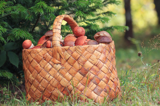 Basket with mushrooms autumn forest sun rays