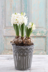 Beautiful white hyacinth flower