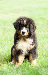 Bernese mountain dog