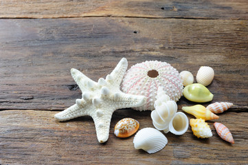 ヒトデと貝殻
