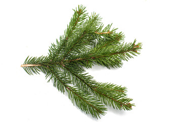 spruce twig