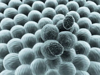 Cancer cell, Macrophage