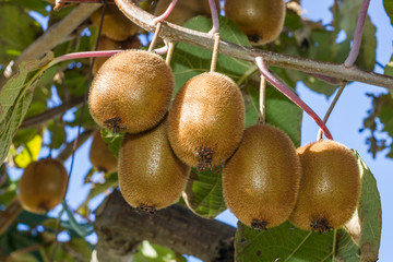 Ripe kiwis