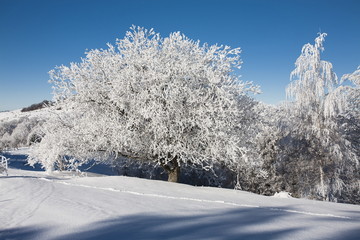 frozen trees
