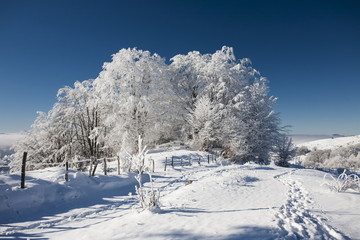 frozen trees