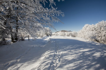 winter landscape