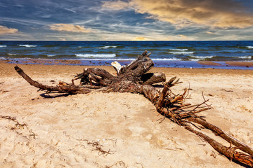 Dead branch on sunny summer morning on the beach.