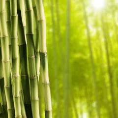 Photo sur Plexiglas Bambou Bambou frais avec fond de forêt de bambou