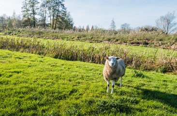 Fototapeta premium Woolly sheep standing in low afternoon light