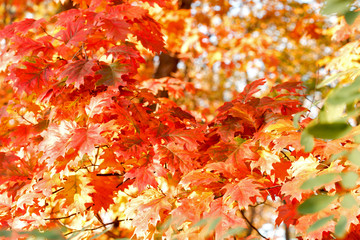 Oak branches with beautiful leaves