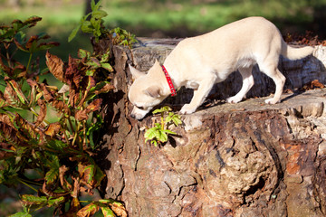 Chihuahua 