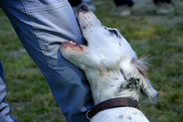 setter inglese cane da caccia che gioca col proprietario