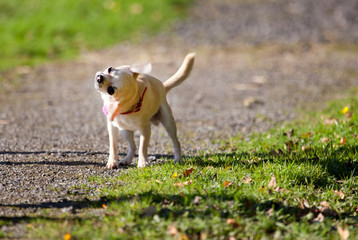 Chihuahua 