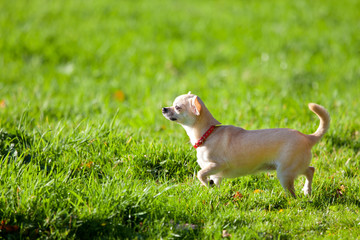 Chihuahua 