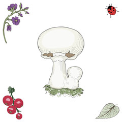 hand drawn champignon mushroom