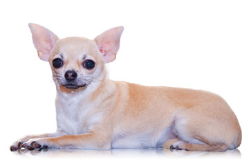 Chihuahua 