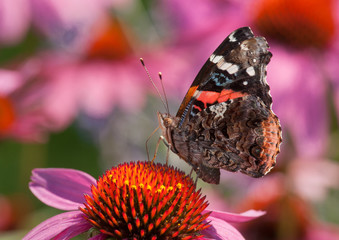 Red Admiral