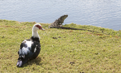 Iguanas and wild duck in a meadow. View from behind.