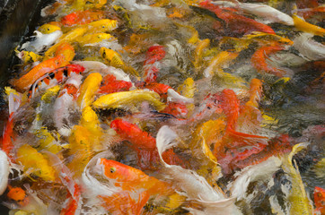 Obraz na płótnie Canvas Colorful Koi fish in the pond